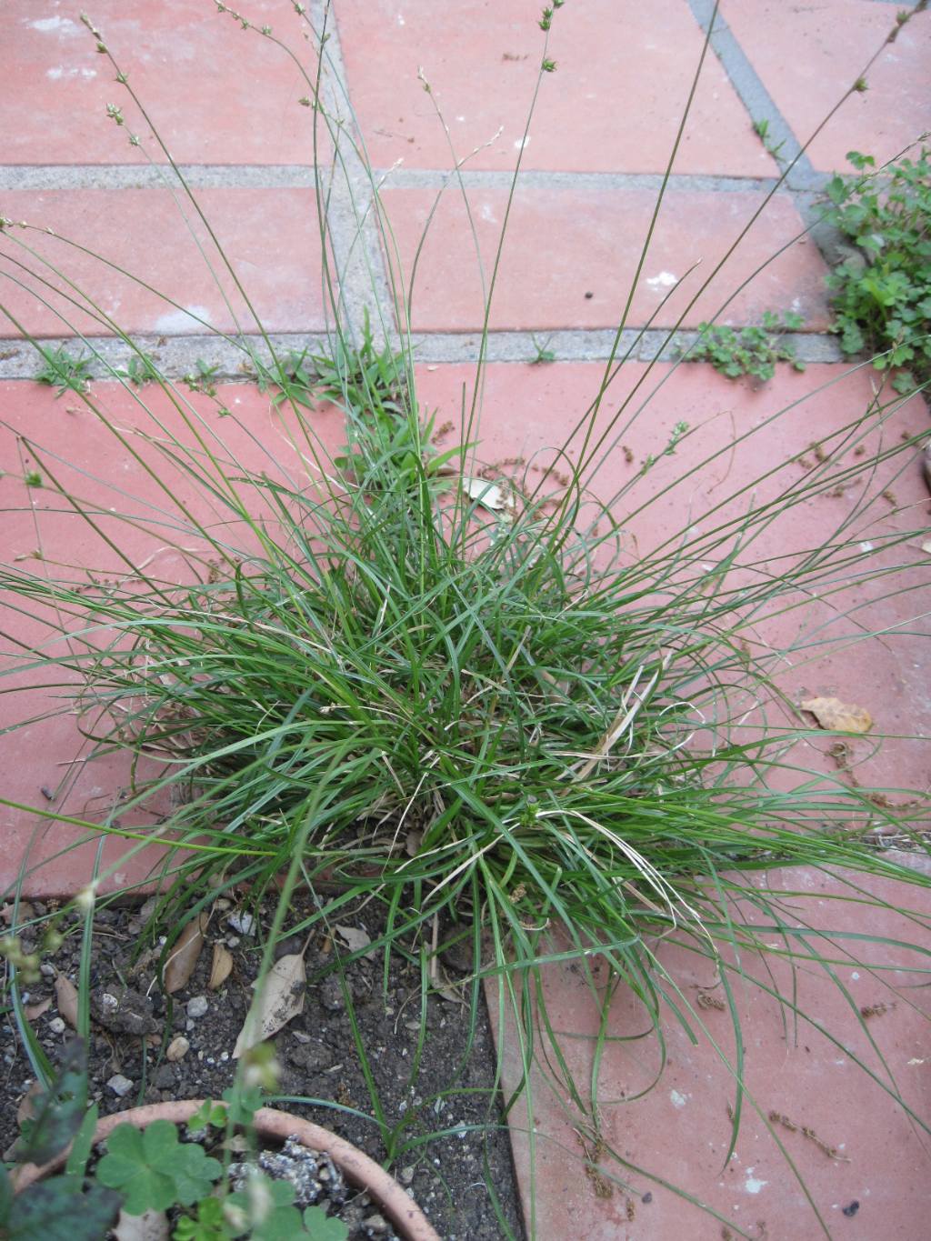 Carex divulsa / Carice separata